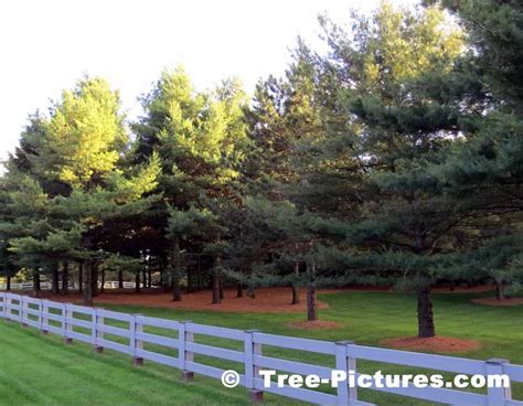 White Pine Picture Image Photo Of Pine Tree Landscaping White Pine