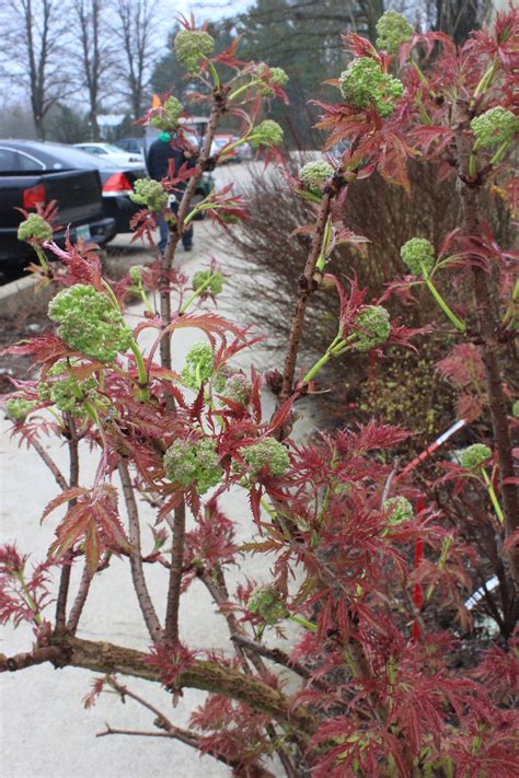 We are happy to oblige: Lemony Lace® - Elderberry - Sambucus racemosa | Proven Winners