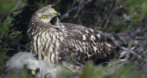 Hen Harrier Brood Management 7 Reasons To Be Positive Game And Wildlife Conservation Trust