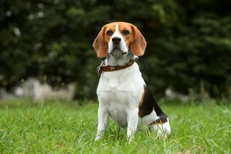 What Does A Beagle Basset Mix Look Like