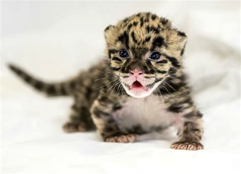 Tiny Clouded Leopard Cub Born At Nashville Zoo Zooborns