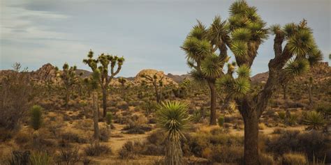 Boy Scout Trail At Joshua Tree National Park