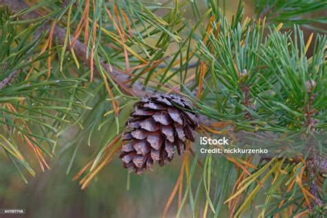 Loblolly Pine Cone Stock Photo Download Image Now Loblolly Pine