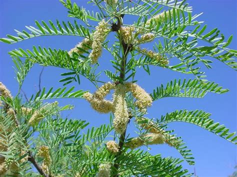 Prosopis Glandulosa Honey Mesquite Has Thorns Leaves Are Larger