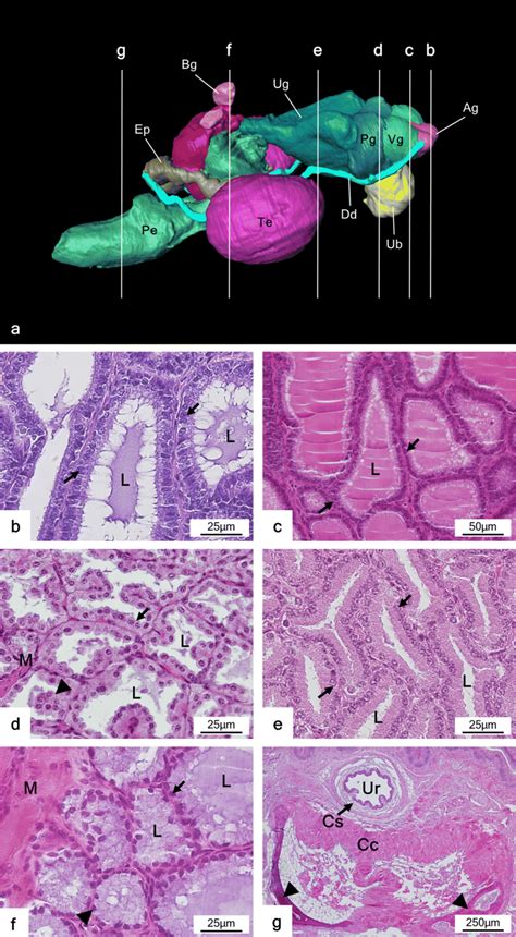 Three Dimensional Reconstruction Of The Genital Organs For Histological