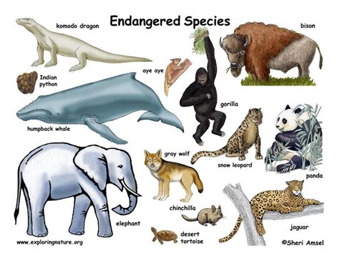 Endangered Animals Explore Rare And Fascinating Species
