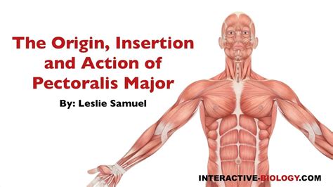 082 The Origin Insertion And Action Of Pectoralis Major YouTube
