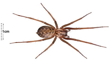 House Spider Identification Chart