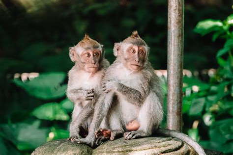 Bali Hotspot The Must Visit Monkey Forest In Ubud