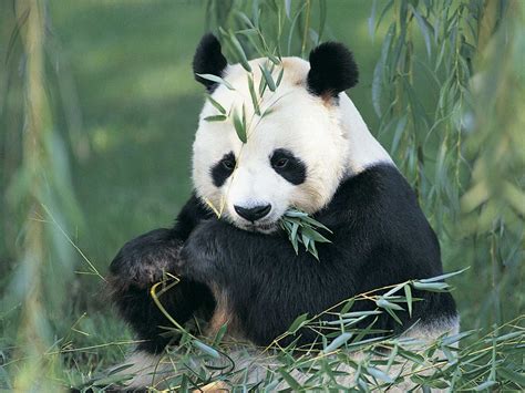 Sweet Panda Pandas Wallpaper 12538504 Fanpop