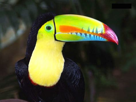Rainbow Billed Toucan What Is A Bird Bird Keel Billed Toucan