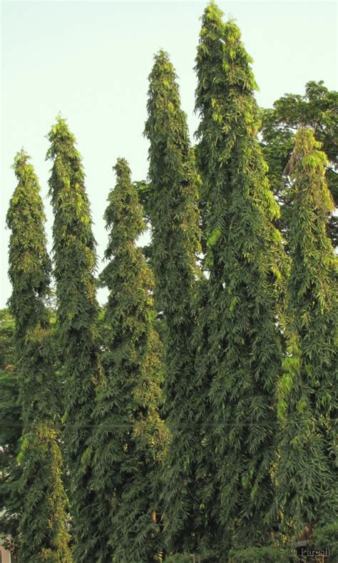 Its original distribution was in central areas of the deccan plateau as well as in the. Gifting Trees...: Ashoka The Great