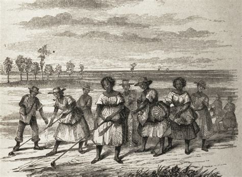 19c American Women Slaves And Rice