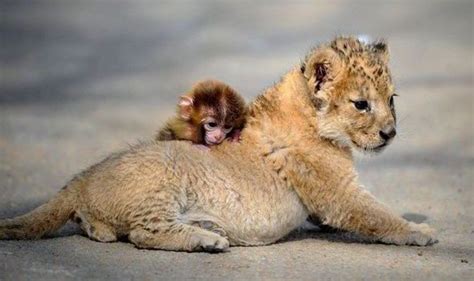 The 34 Day Old Lion Has Become Close To The Monkey Since It Was Born