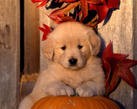 Golden retriever dog wallpaper for laptop. Playful Pets - Halloween Wallpaper (25517129) - Fanpop