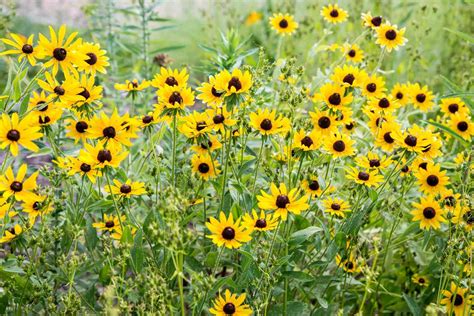 Black Eyed Susan Plant