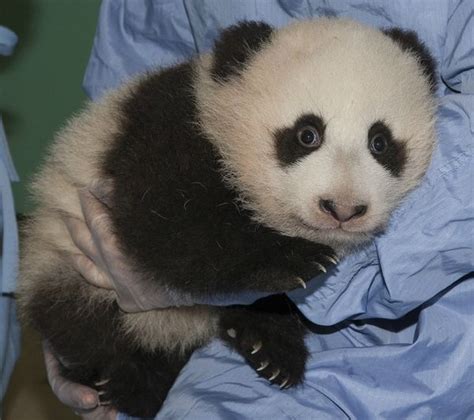 Update San Diego Zoos Panda Cub Gets His Name And A Few New Teeth