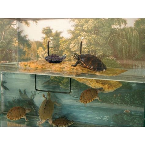Great savings & free delivery / collection on many items. Wholesale Zoo Med Floating Turtle Pond Dock