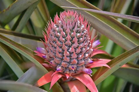 Homegrown Pineapple Demand Spikes Kiwi Gardener