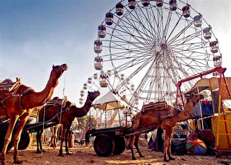 The popular camel fair is a photographer's delight. Visita Pushkar Camel Fair per godersi il tradizionale ...