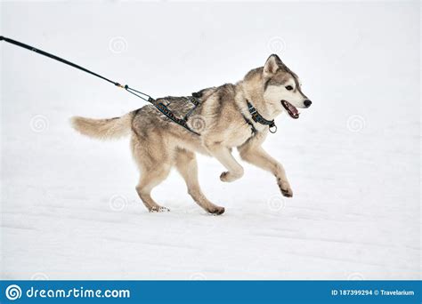 Running Husky Dog On Sled Dog Racing Stock Photo Image Of Harness
