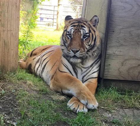 The Wisconsin Exotic Animal Sanctuary You Should Join And Support