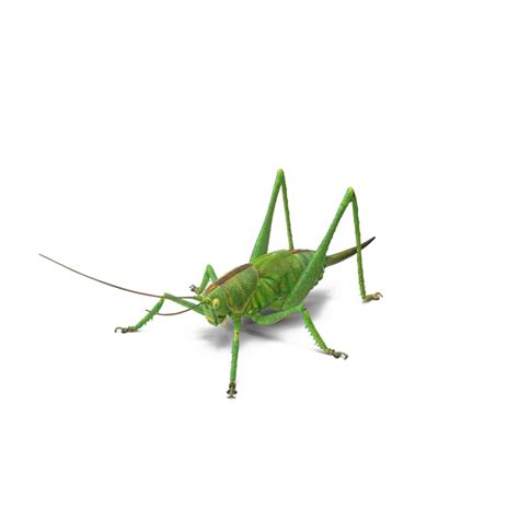 Grasshopper Png Images Transparent Background Png Play