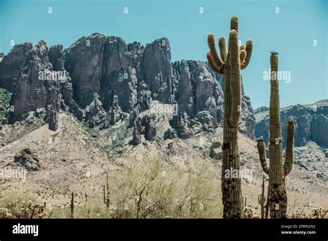Dry Desert Cactus Landscape In Arizona Usa Stock Photo Alamy
