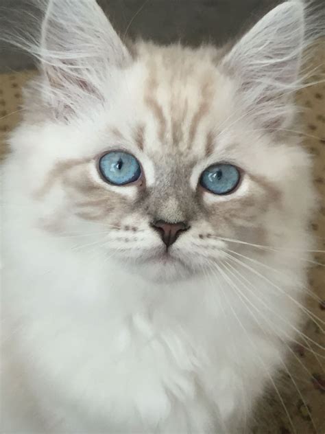 There are several types of color point. Saban - Blue Lynx Point with White - Siberian Kitten. Born ...
