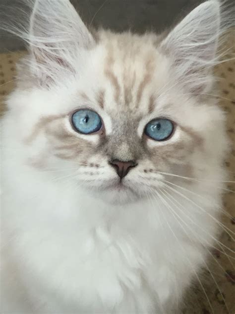 Siberians can be color point (with colored face, ears, legs and tail and blue eyes) or traditionally colored. Saban - Blue Lynx Point with White - Siberian Kitten. Born ...