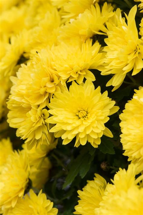 Chrysanthemum Andconaco Yellowandpbr Chrysanthemum Andconaco Yellow