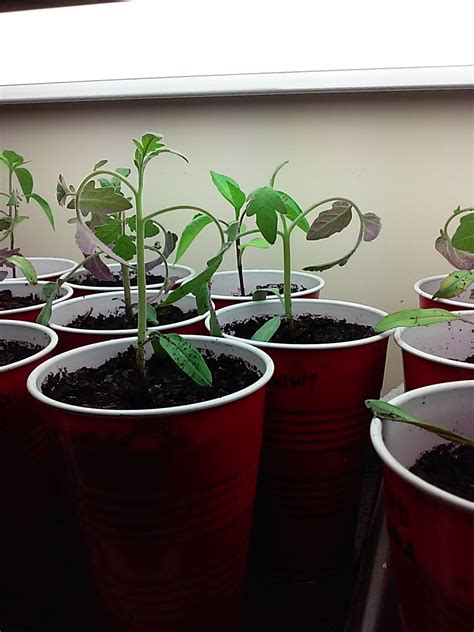 Curly top, mosaic, and fusarium all start this way. Tomato plant branches and leaves curling under - General ...