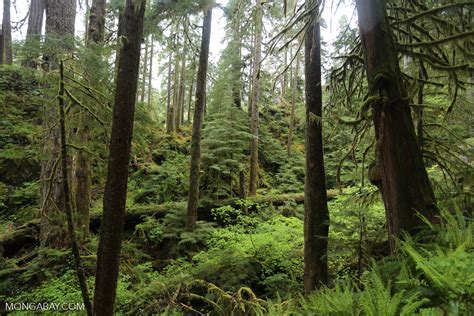 Temperate Rain Forest In The Pacific Northwest Olympicrainforest0360