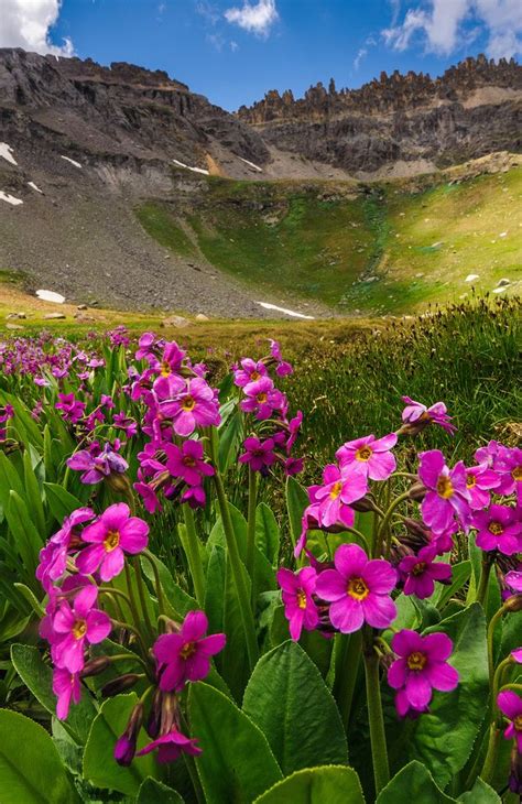 David Kingham Mountains Colorado Wildflowers Beautiful Landscapes