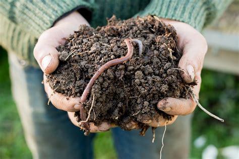 Compost Soil Worms Kellogg Garden Organics