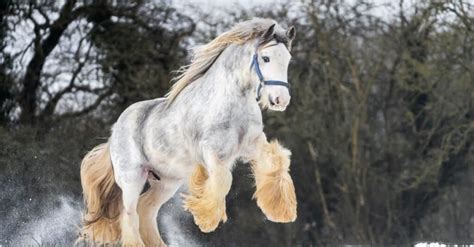 Top 10 Tallest Horses In The World Az Animals