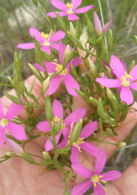 Mountain Pinks Native American Seed