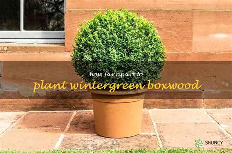 The Perfect Spacing How Far Apart Should You Plant Wintergreen Boxwood