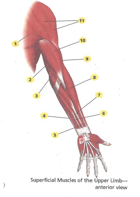 Arm Muscle Labeling Diagram Quizlet