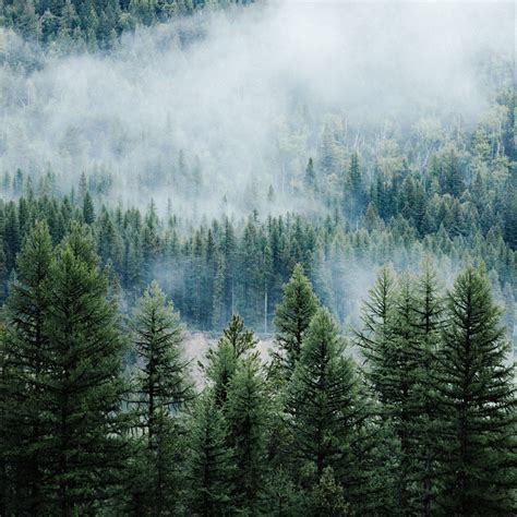 Famous Evergreen Forest Wallpaper References