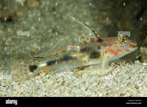 Amblyeleotris Guttata Spotted Shrimpgoby Labuan Lalang Nord Bali