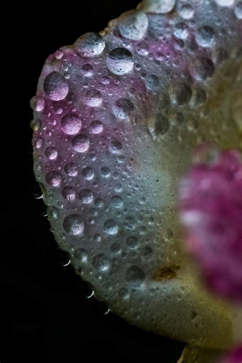 We did not find results for: Dew Drops on Rose Petal Photograph by Ronald Hunt