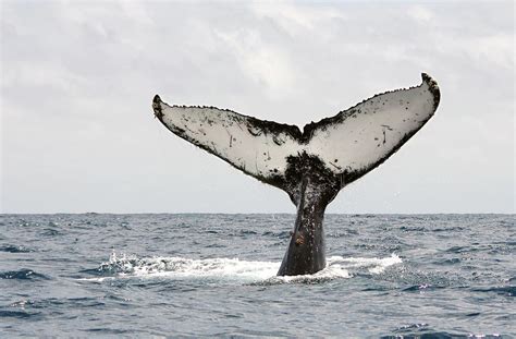 Only the best hd background pictures. Humpback Whale Tail Photograph by Photography By Jessie Reeder