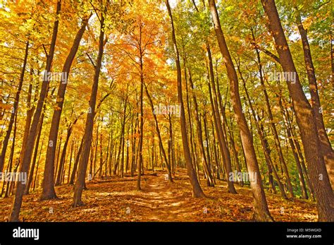 Trail In Brown County State Park During Fall Stock Photo Alamy