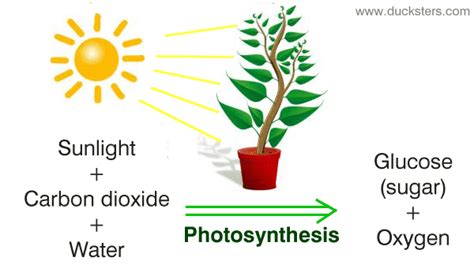 Photosynthesis Create Webquest