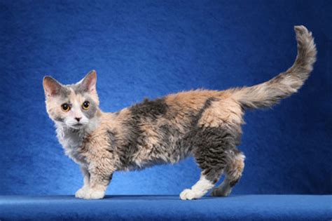 Dwarf cats or miniature cats are characterized by short legs. The Most Adorable Munchkin Cat Breeds