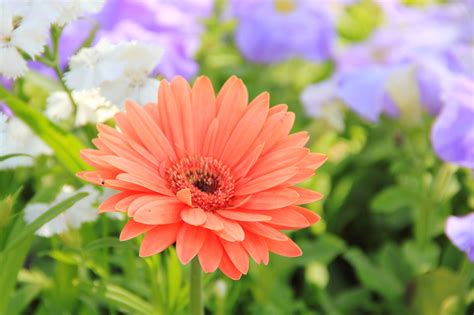 More than 1713 downloads this month. File:A Daisy flower.jpg - Wikimedia Commons