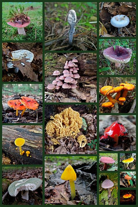Pennsylvania Mushrooms Collage 2 Photograph By Mother Nature