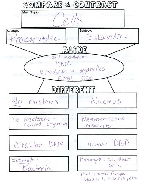 18 new prokaryote vs eukaryote worksheet answer key