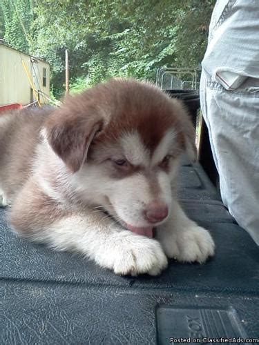 Find the perfect alaskan malamute puppy for sale in ohio, oh at puppyfind.com. Alaskan Malamute puppies for sale - Price: $450.00 in ...